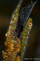   Two Whip gobies process laying eggs. eggs  